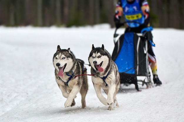 Husky sledehonden racen