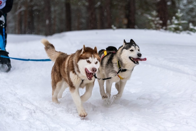 Husky sledehonden team in harnas rennen en hondenbestuurder trekken