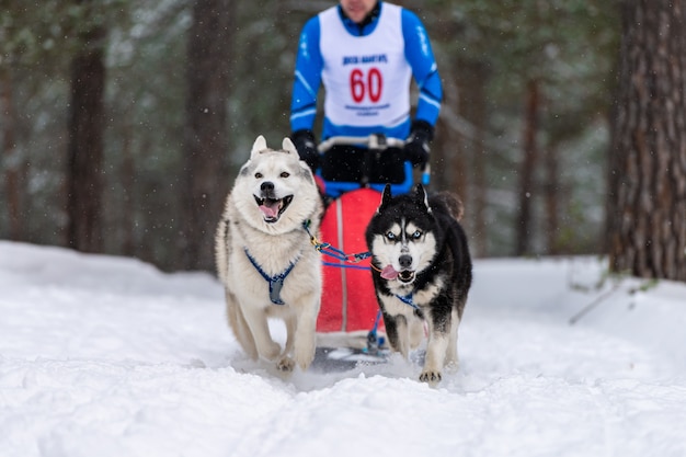 Husky sledehonden team in harnas run en pull dog driver. Sledehonden racen. Wintersport kampioenschap competitie.