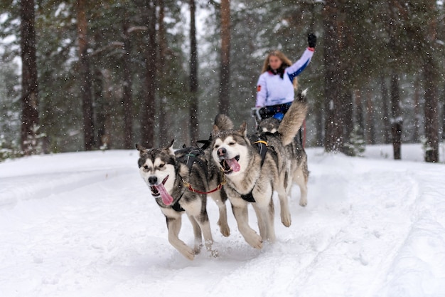 Husky sledehonden team trekt een slee