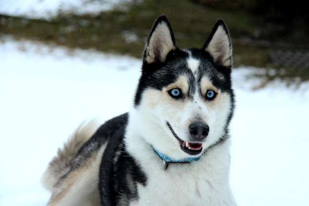 Foto sorriso di husky