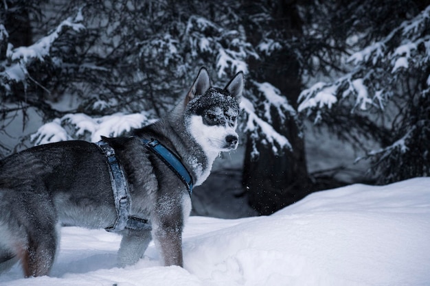 Photo husky in the snow