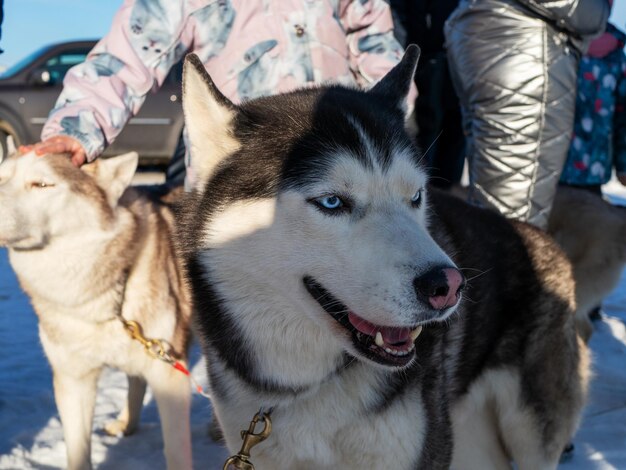 Husky standing in harness in sunny winter weather