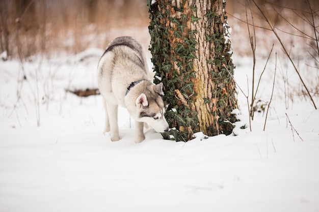 Husky on the walk is sniffing near the tree