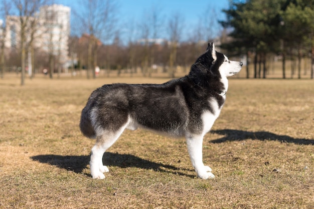 Foto husky zit op het gras op een zonnige dag