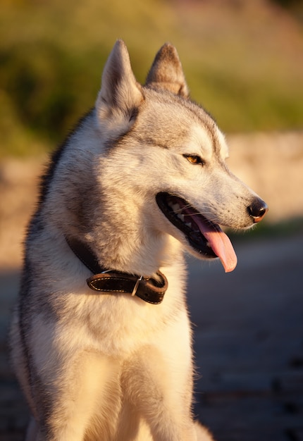 Husky