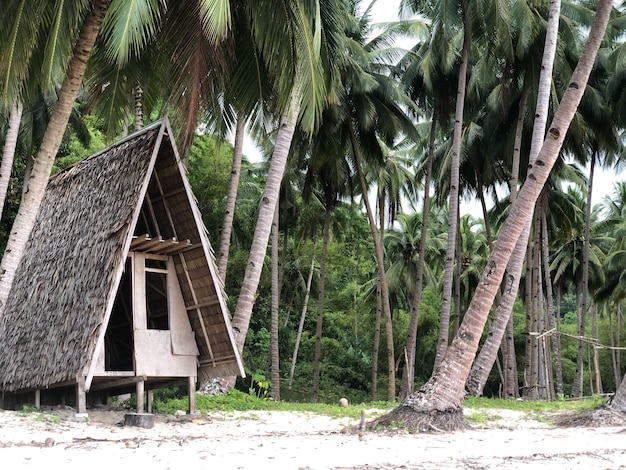 Photo hut amidst palm trees at beach