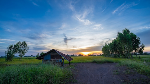 夕暮れの緑色の田んぼの中の小屋