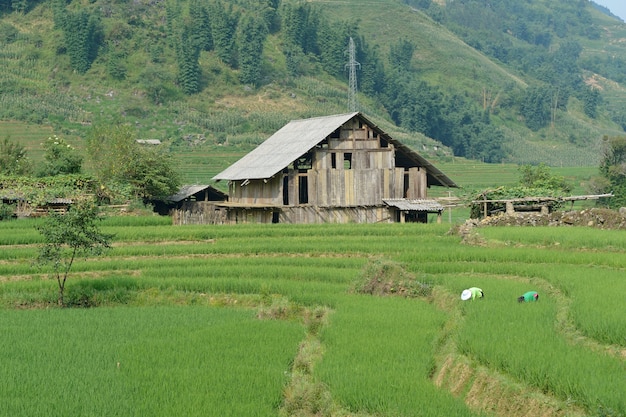 Hut and Green Terraced