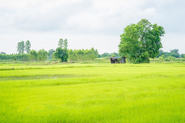 hut in het groene veld