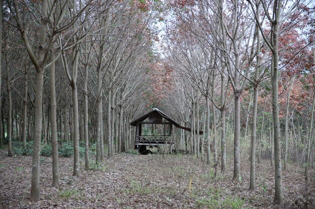 Foto la capanna è costruita tra alberi di gomma