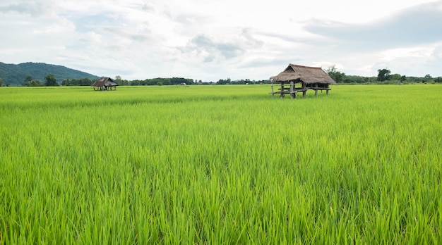 The hut is made of zinc. Cabin in rice field.