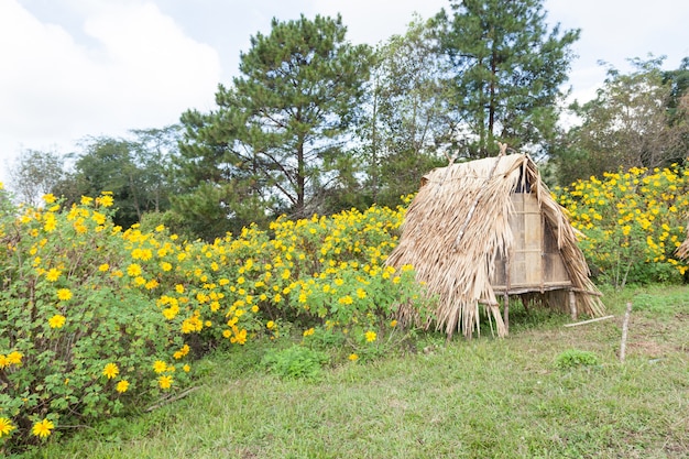 芝生の上の小屋