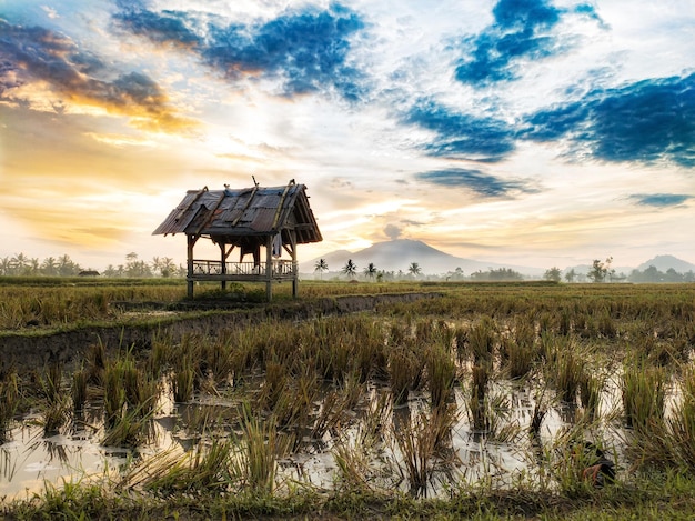 ラウング山の背景にある米畑の小屋