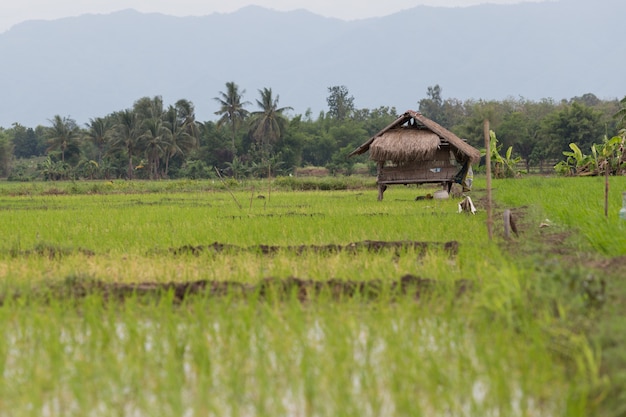 Hut on a rice field