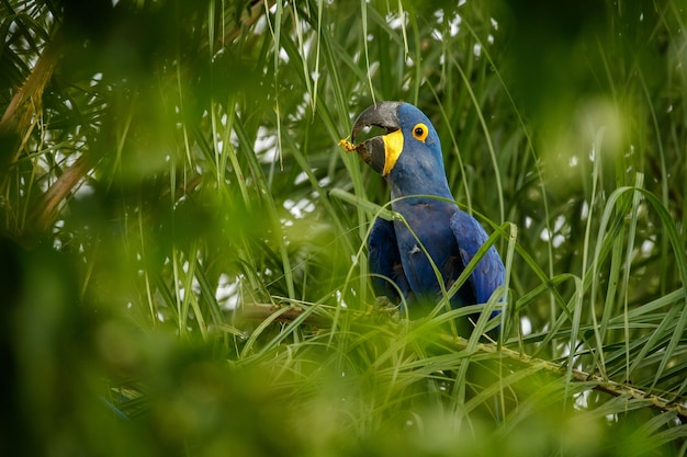 Hyacint ara op een palmboom in de natuur habitat