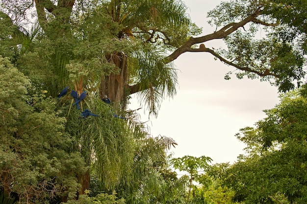 Hyacint ara op een palmboom in de natuur habitat