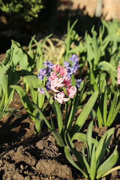 hyacint bloeit roze en blauw