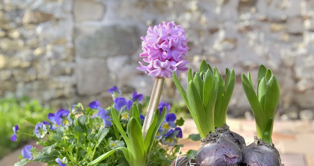 hyacint groeit in bloempot