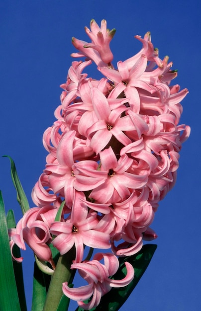 Hyacint Hyacinthus orientalis hybride