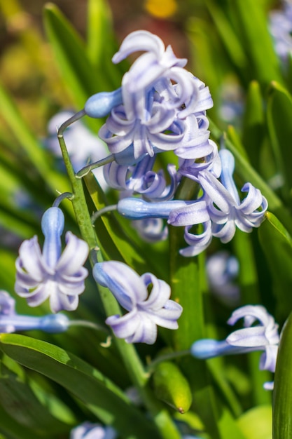 Hyacint in bloei in de lentetuin Hyacint is een geslacht van planten in de Asperge-familie