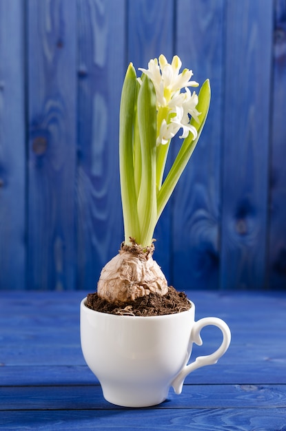 Hyacint in een witte kop op een blauwe achtergrond