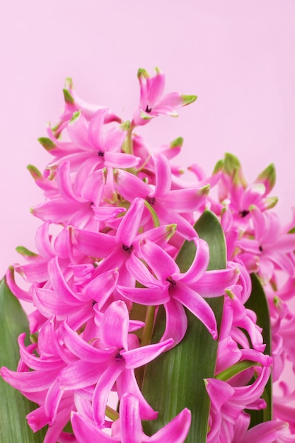 Hyacint met roze bloemen en bladeren op roze achtergrond close-up