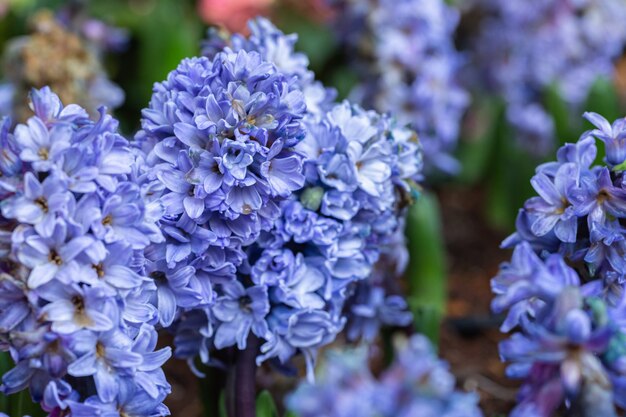 Hyacintbloem in de tuin