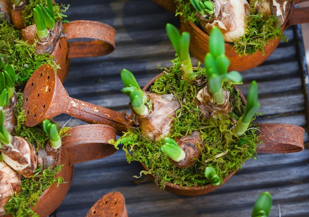 Hyacintbollen in de roestige potten voor het planten van de lente