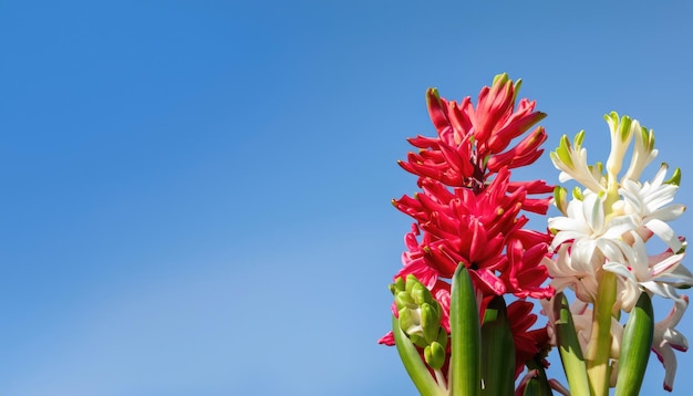 Hyacinth bloem in de tuin met kopieerruimte