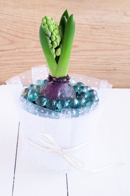 Hyacinth bloemknoppen in een witte pot