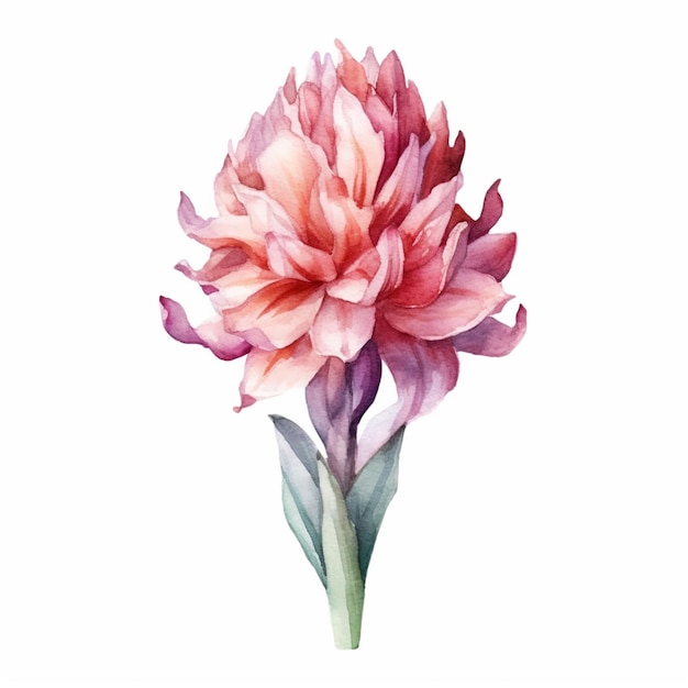 Hyacinth bloom portrayed in a charming watercolor image