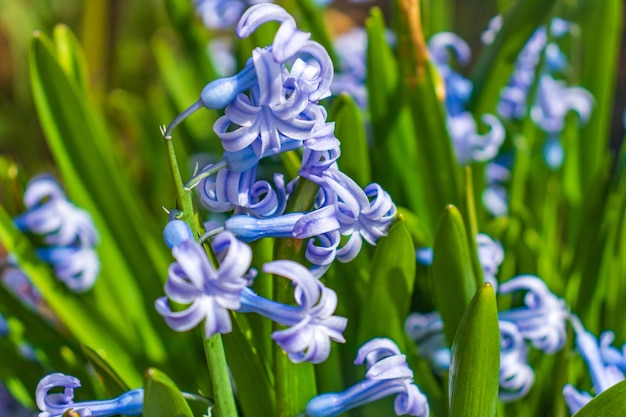 Hyacinth in bloom in spring garden Hyacinth is a genus of plants in the Asparagus family