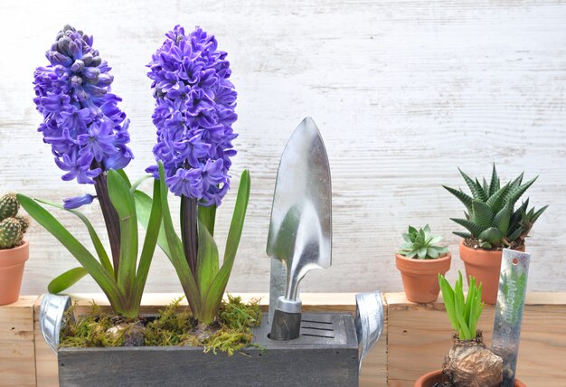 Hyacinth blooming in decorative potted next to shovel and other potted plant