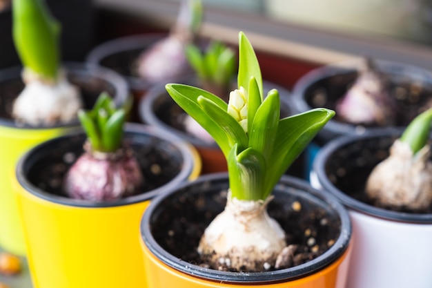 Hyacinth bulbs growing in flower pots Spring flowers on the home windowsill