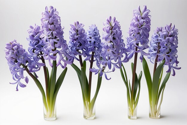 Hyacinth Dance