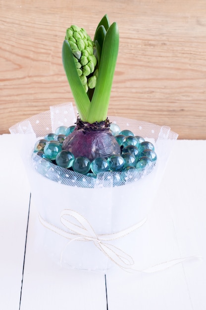 Hyacinth flower buds in a white pot