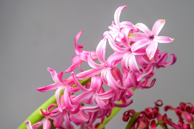 Primo piano del fiore del giacinto su uno sfondo chiaro