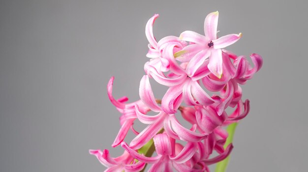 Primo piano del fiore del giacinto su uno sfondo chiaro