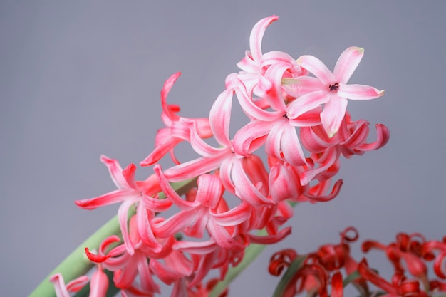 Hyacinth flower closeup on a light background