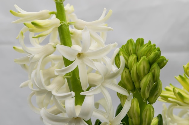 Hyacinth flower Closeup view of white hyacinth flowers on a light background