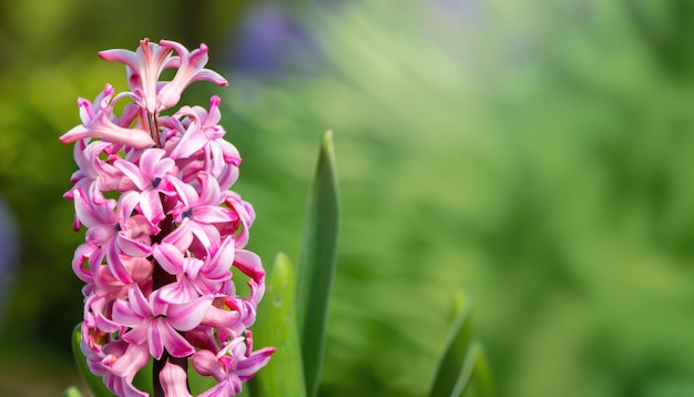 Photo hyacinth flower in the garden with copy space