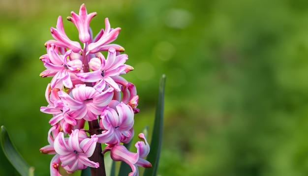 Hyacinth flower in the garden with copy space