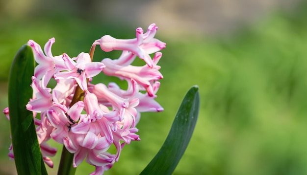 Photo hyacinth flower in the garden with copy space