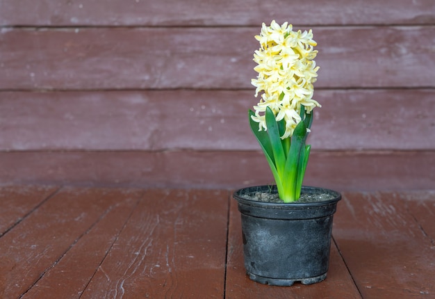 写真 鍋にヒヤシンスの花