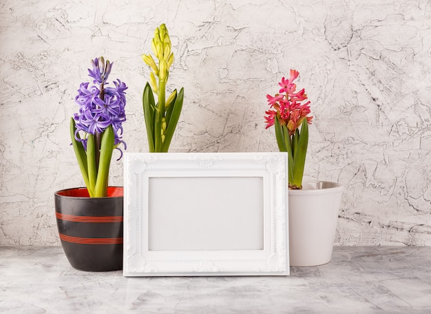 Hyacinth in flower pots