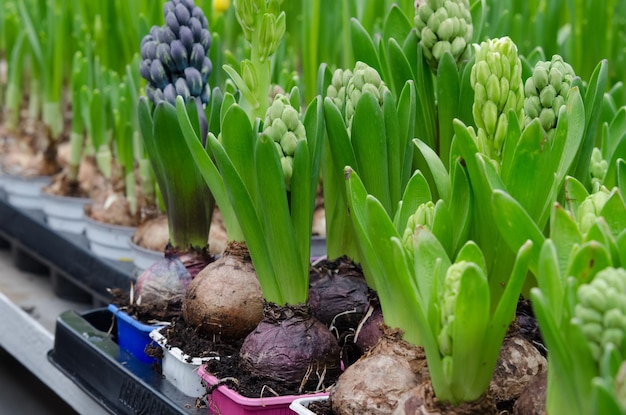 Hyacinth flower with bulbs in pot