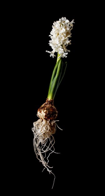 Hyacinth flower