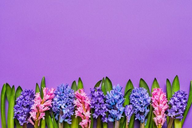 Граница цветов гиацинта на фиолетовом фоне, вид сверху, копия пространства, поздравительная открытка