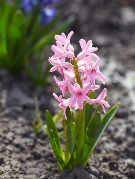 Hyacinth flowers closeup in the garden